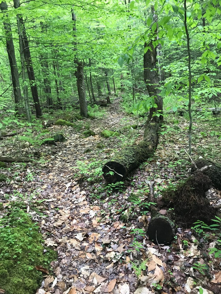 Scott New England Trail (CT, MA) 20190531 Fastest